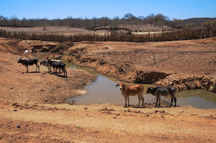 86 cidades piauienses estão em situação de emergência devido à seca; confira quais