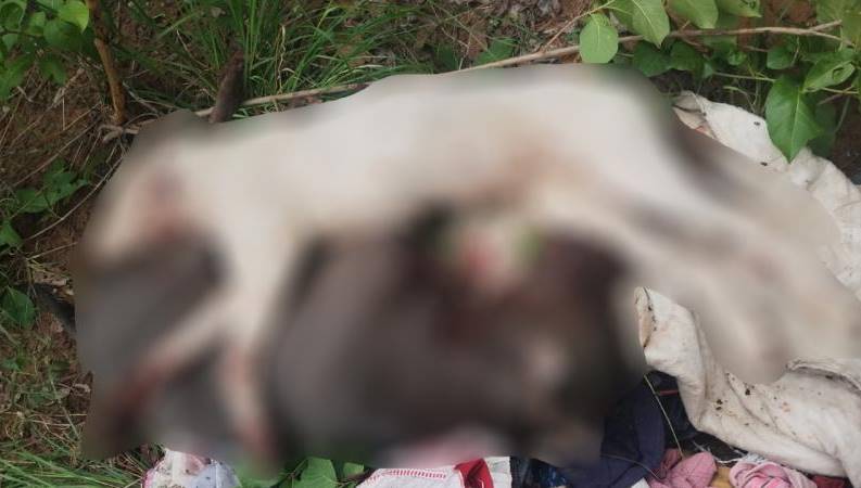 Homem acusado de matar cachorros da raça Pitbull a facadas e preso no Piauí